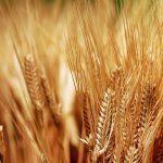 Wheat