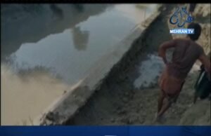 کپرو: شاخ کي گهارو لڳي ويو