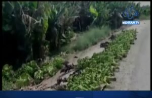 راضيديرو: ڪيلن جا گوشا ڪٽڻ خلاف ٺيڪيدار جو احتجاج