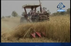 سنڌ ڪابينا جو اجلاس، ڪڻڪ ۽ ڪمند اگهه مقرر