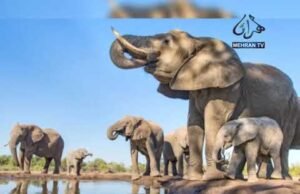 CHILDREN TIME EP-15 MEHRAN TV